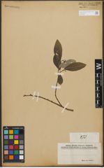Foto von Salix L.
